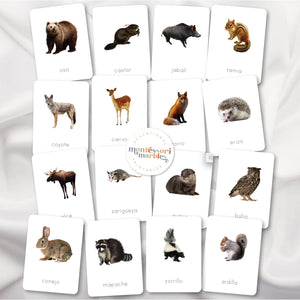 Woodland Animals | Spanish Flash Cards