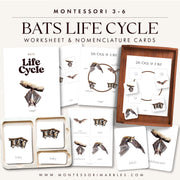 Bat life cycle worksheet showing metamorphosis stages — ages 3-6