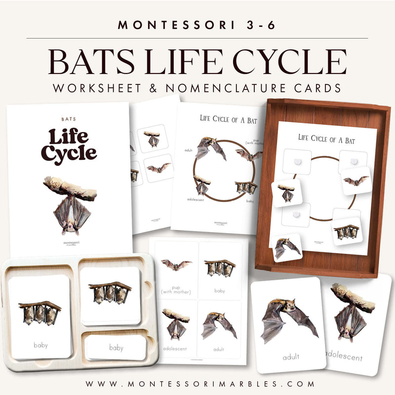 Bat life cycle worksheet showing metamorphosis stages — ages 3-6
