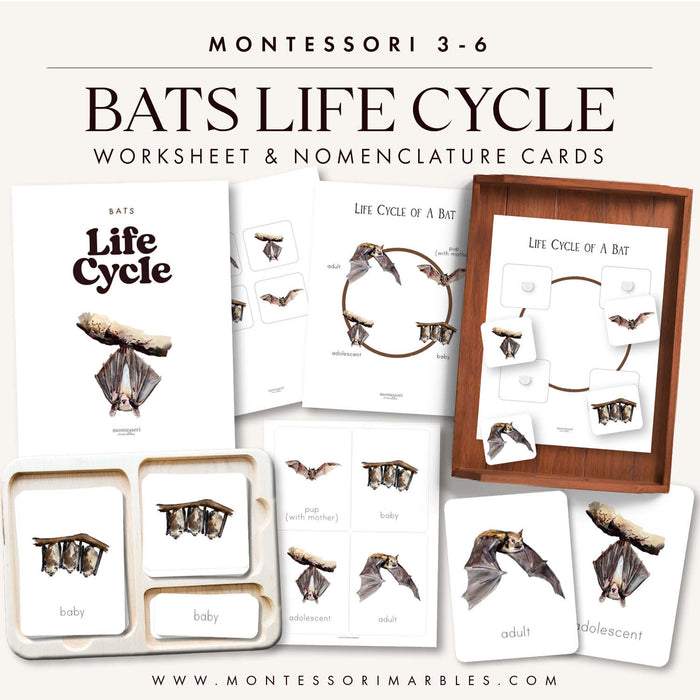 Bats Life Cycle