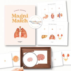 Human Organs Magni-Match