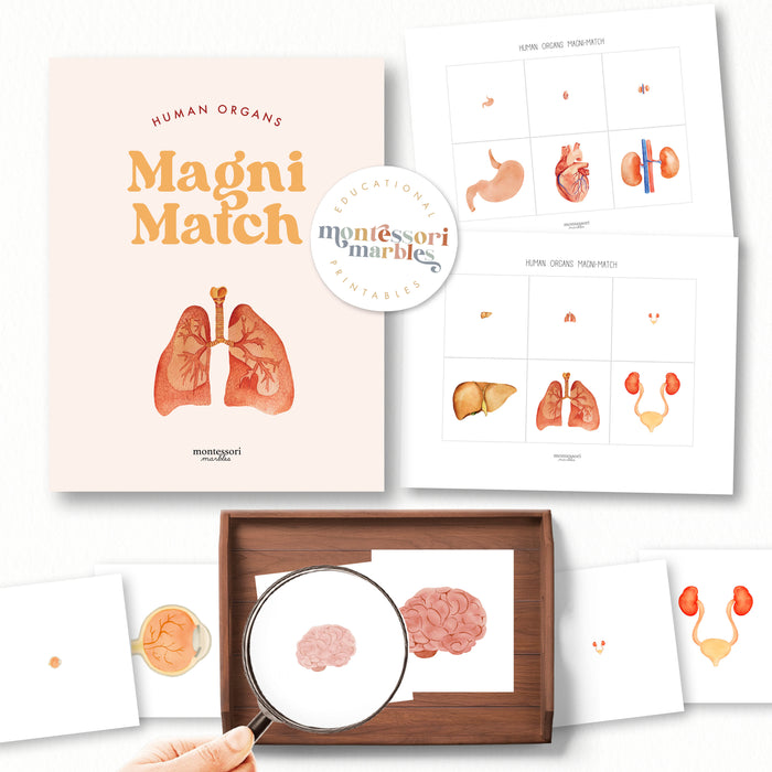 Human Organs Mini Bundle
