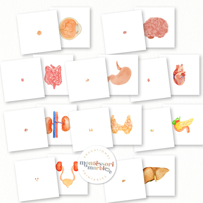 Human Organs Mini Bundle