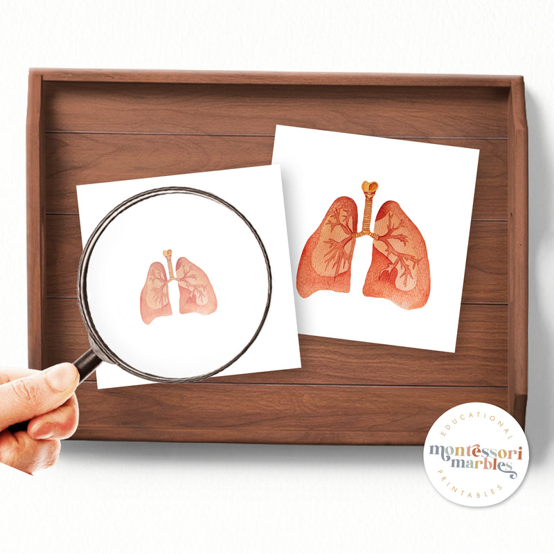 Human Organs Magni Match