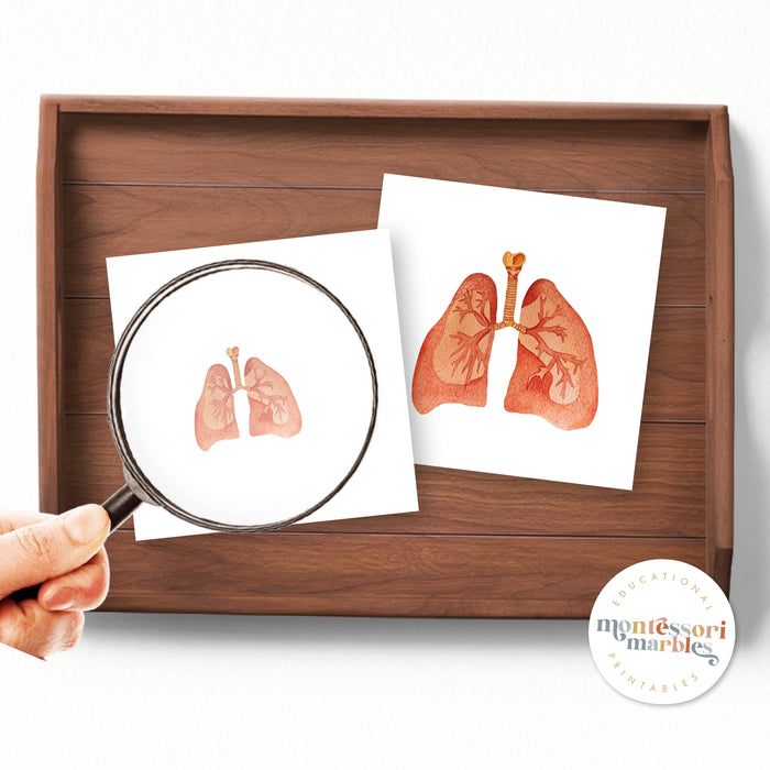 Human Organs Magni-Match