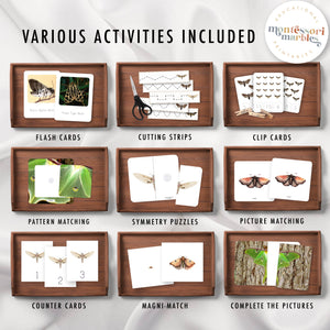 Moths Activity Bundle for Early Years