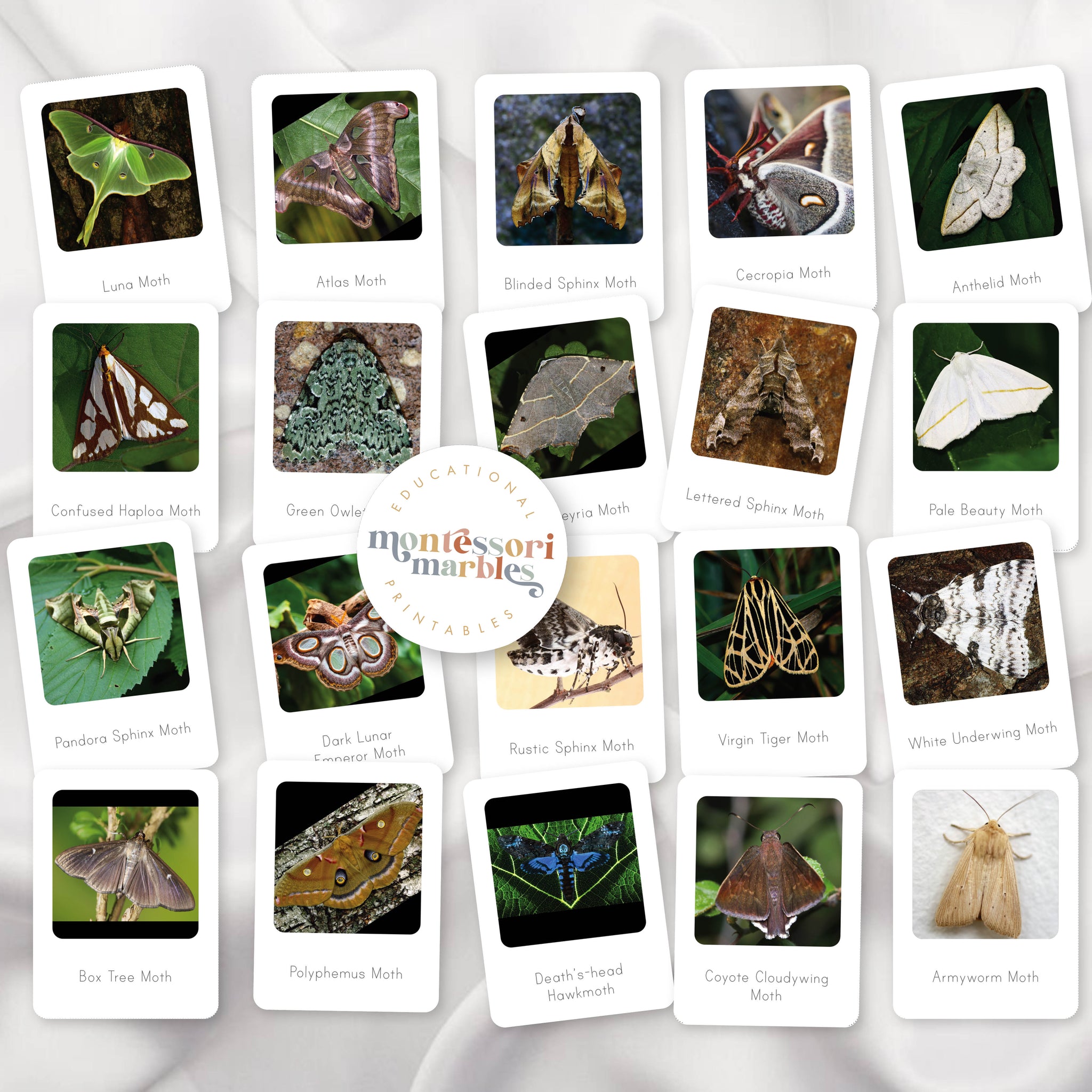Moth Week Activity Apples Activity Bundle | Montessori Printable Learning Resources ...