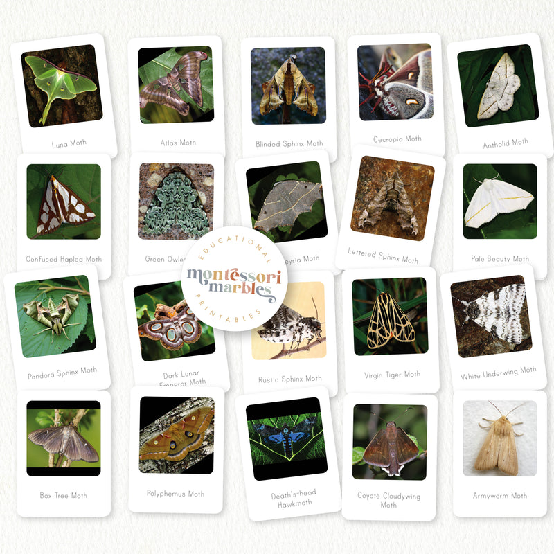 Moths Activity Bundle for Early Years