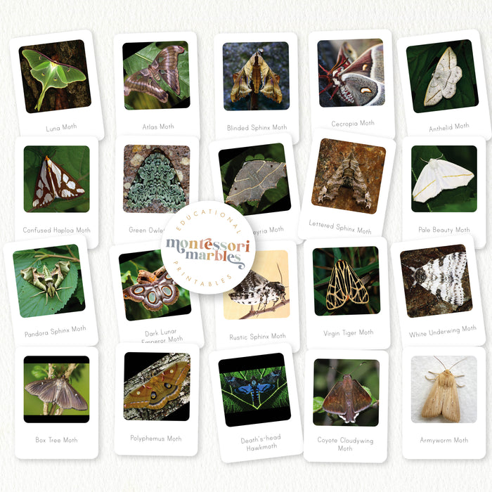 Moths Activity Bundle for Early Years