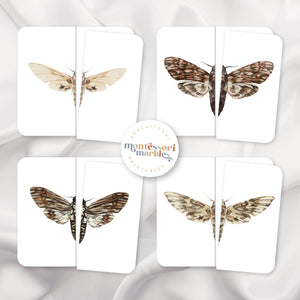 Moths Activity Bundle for Early Years
