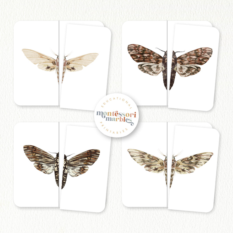 Moths Activity Bundle for Early Years