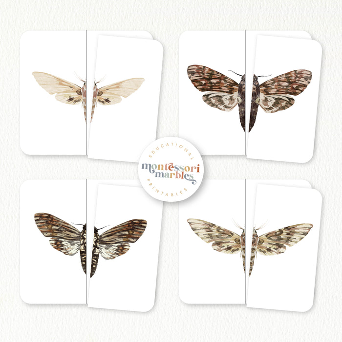 Moths Activity Bundle for Early Years