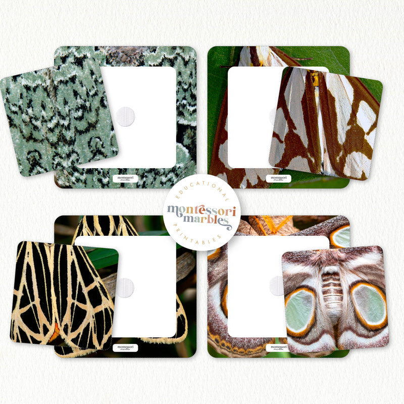 Moths Activity Bundle for Early Years