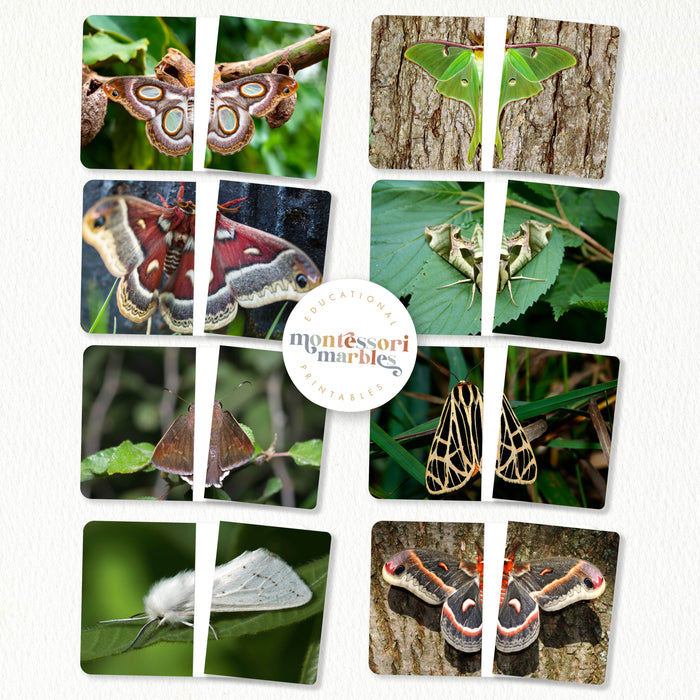 Moths Activity Bundle for Early Years