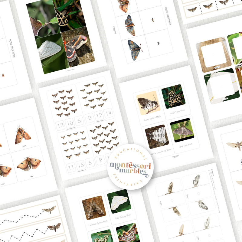 Moths Activity Bundle for Early Years