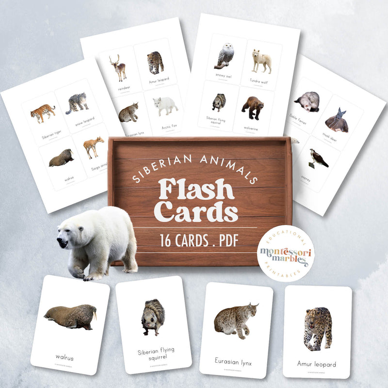 Siberian animals flash cards for taiga and tundra study