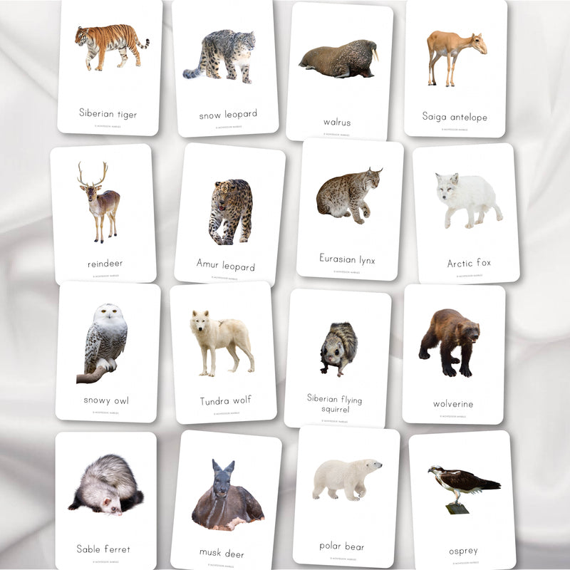 Siberian Animals Flash Cards