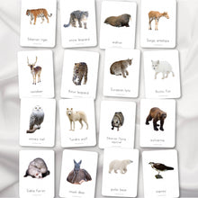 Load image into Gallery viewer, Siberian Animals Flash Cards
