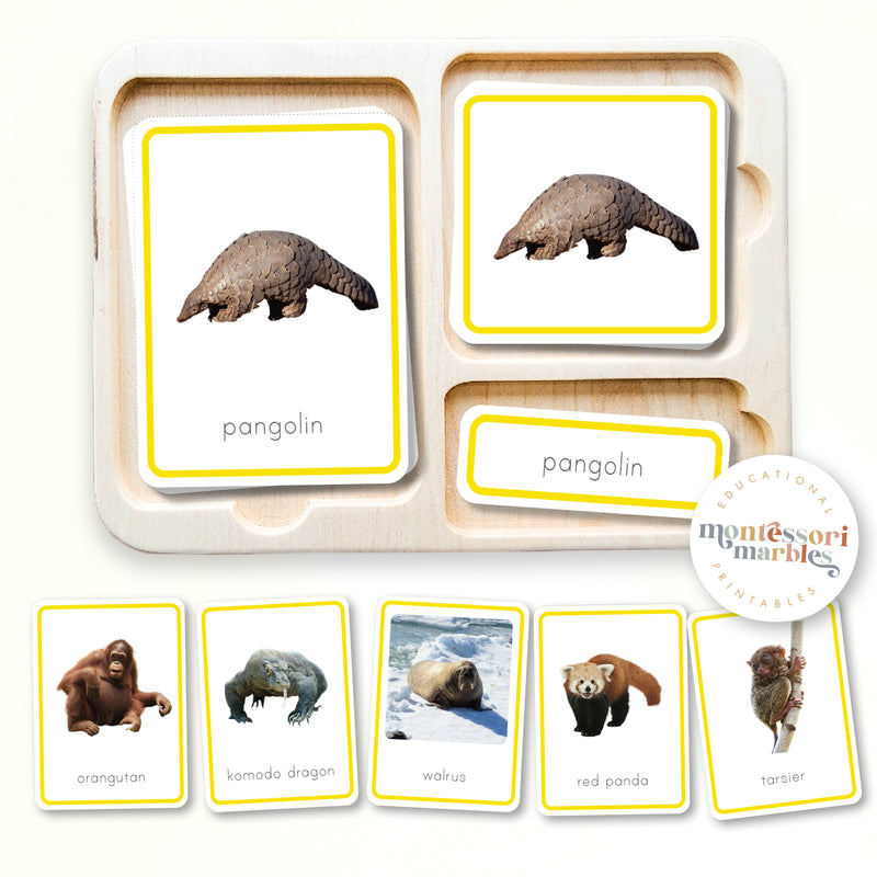 Animals of Asia Nomenclature Cards