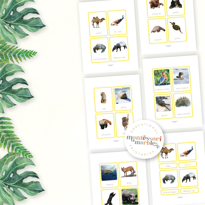 Animals of Asia Nomenclature Cards