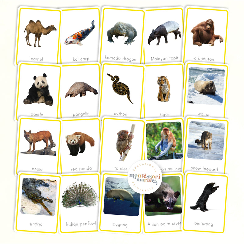 Animals of Asia Nomenclature Cards