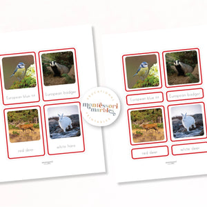 Animals of Europe Nomenclature Cards