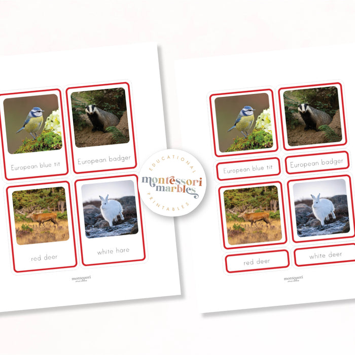 Animals of Europe Nomenclature Cards