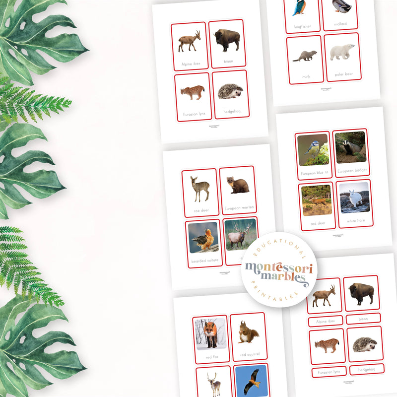Animals of Europe Nomenclature Cards