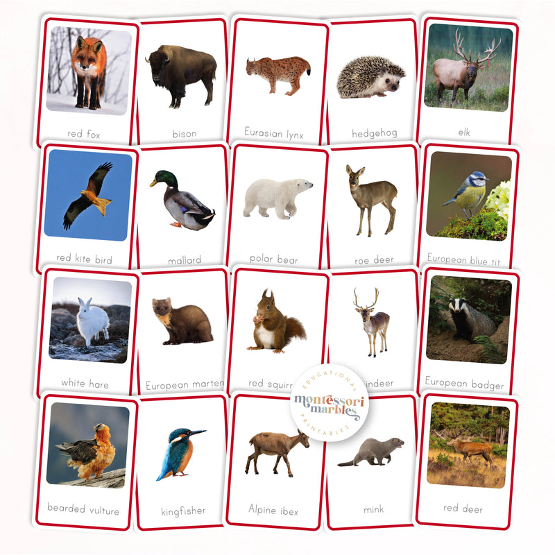 Animals of Europe Nomenclature Cards
