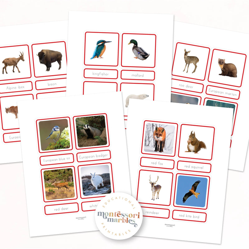 Animals of Europe Nomenclature Cards