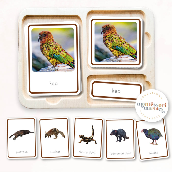 Animals of Oceania Nomenclature Cards