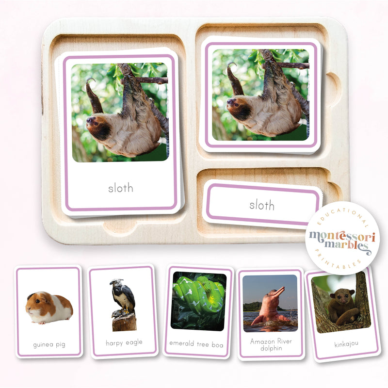 Animals of South America Nomenclature Cards