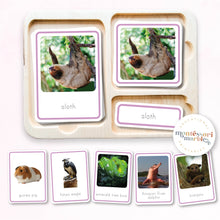 Load image into Gallery viewer, Animals of South America Nomenclature Cards
