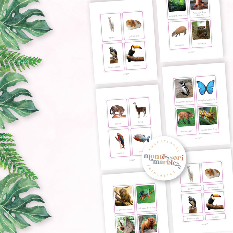 Animals of South America Nomenclature Cards