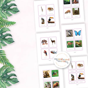 Animals of South America Nomenclature Cards