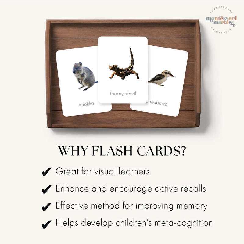 Australian Animals Flash Cards
