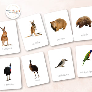 Australian Animals Flash Cards