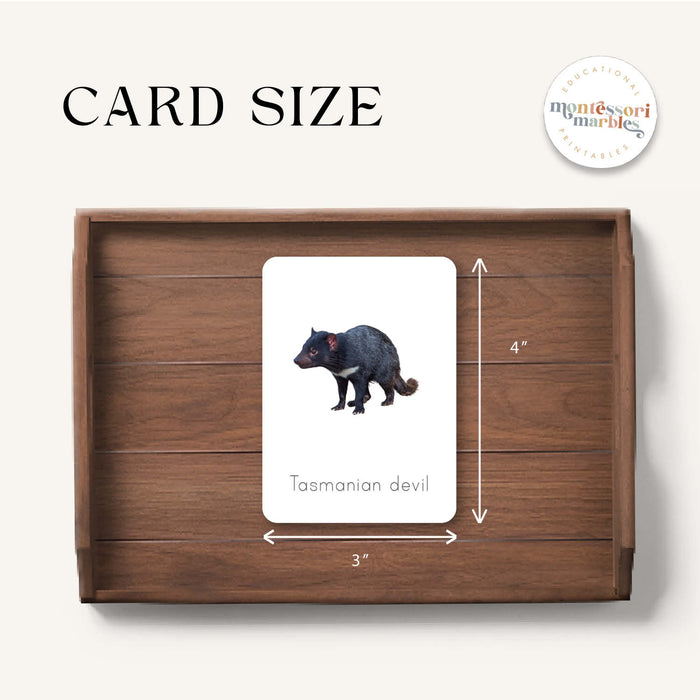 Australian Animals Flash Cards