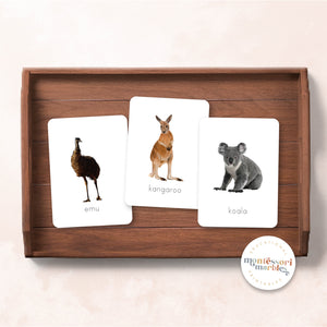 Australian Animals Flash Cards