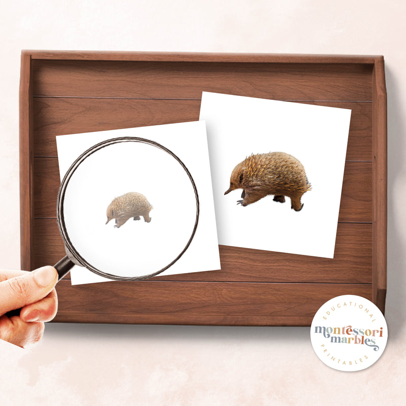 Australian Animals Magni Match