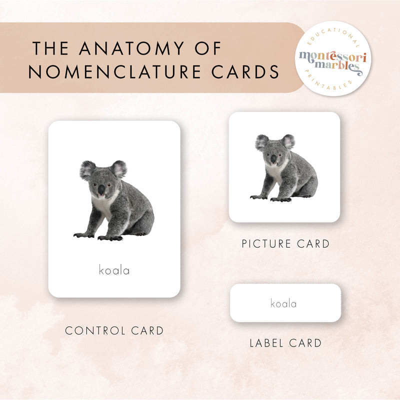Australian Animals Nomenclature Cards