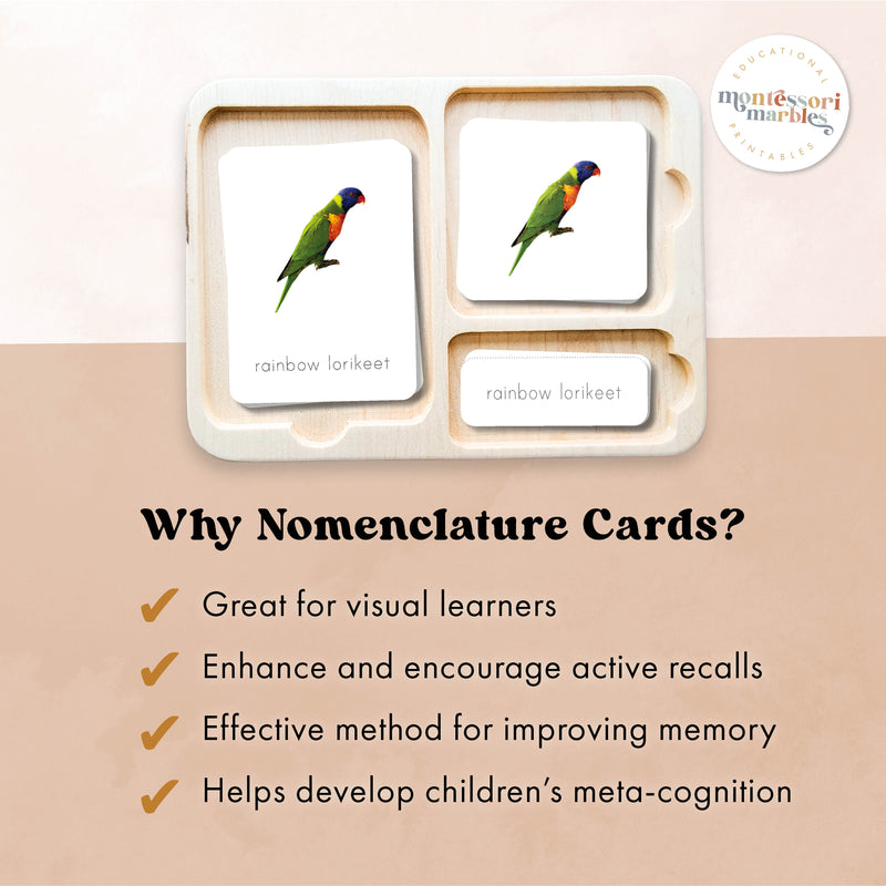 Australian Animals Nomenclature Cards