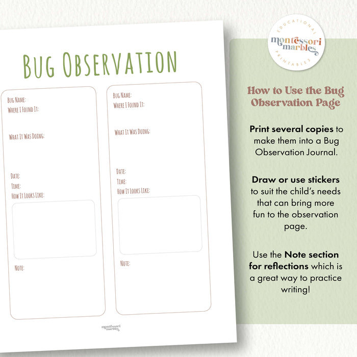 Summer Backyard Bug Hunt