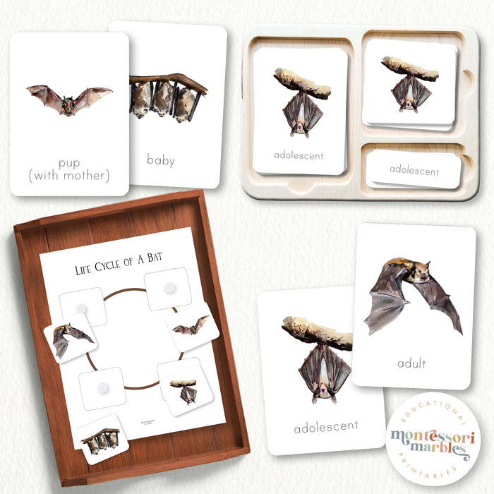 Bats Life Cycle