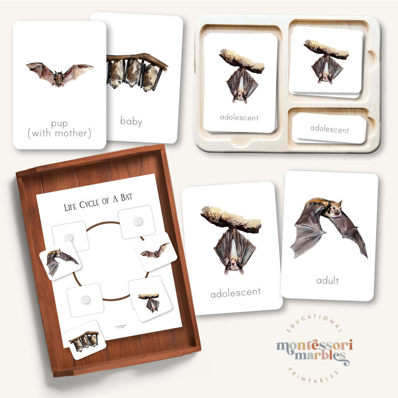 Bats Life Cycle
