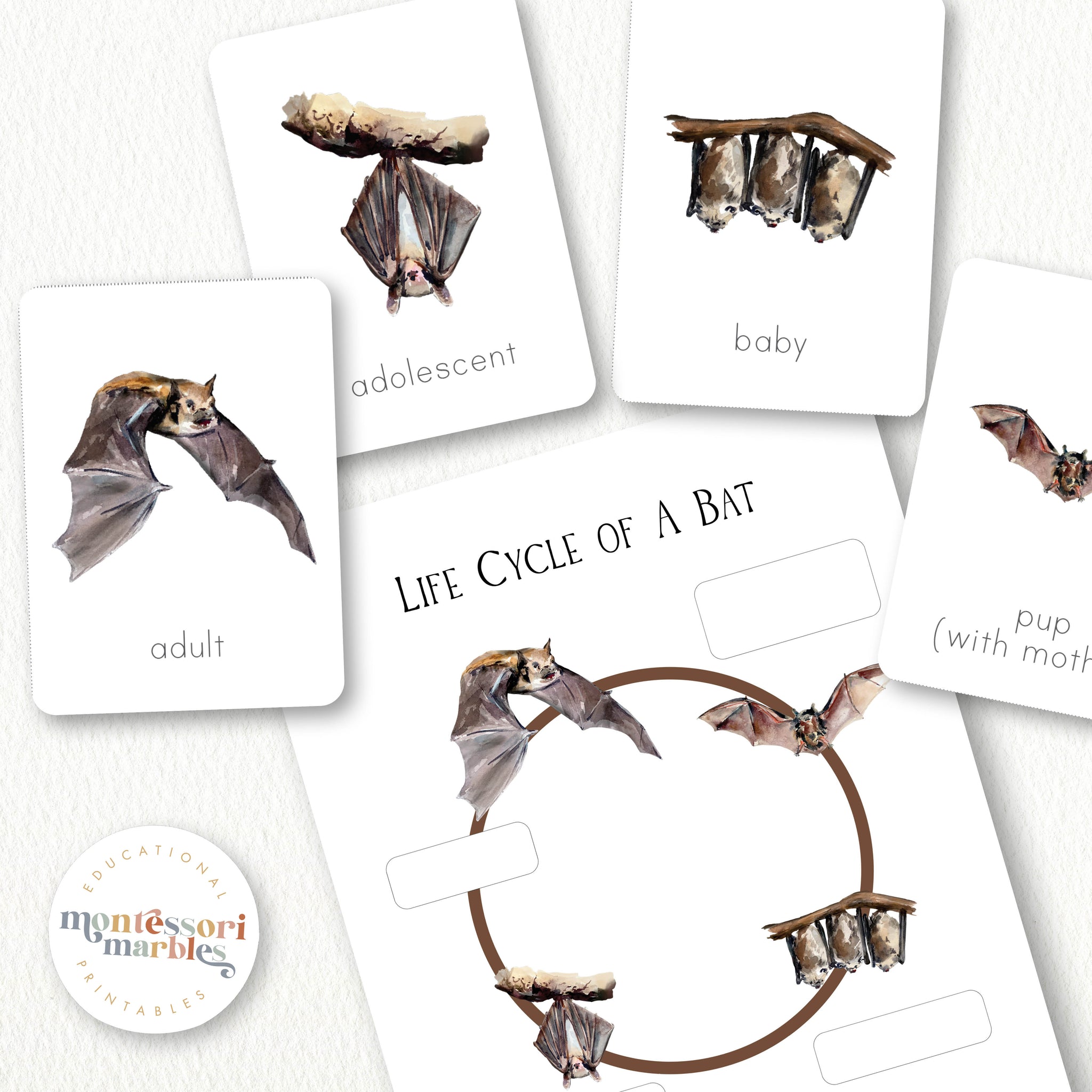 Bats Life Cycle – Montessori Marbles