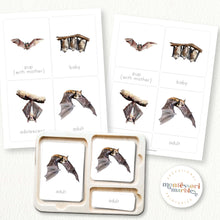 Load image into Gallery viewer, Bats Life Cycle
