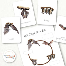 Load image into Gallery viewer, Bats Life Cycle
