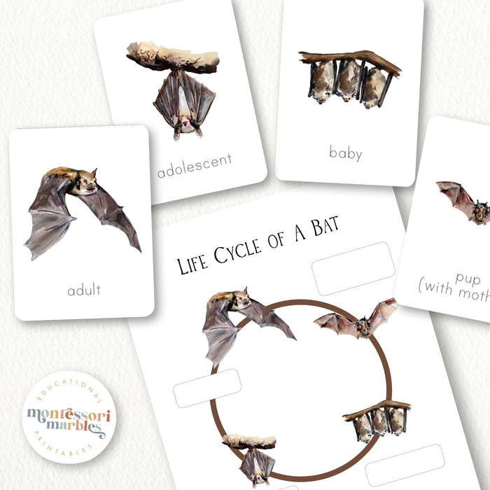 Bats Life Cycle
