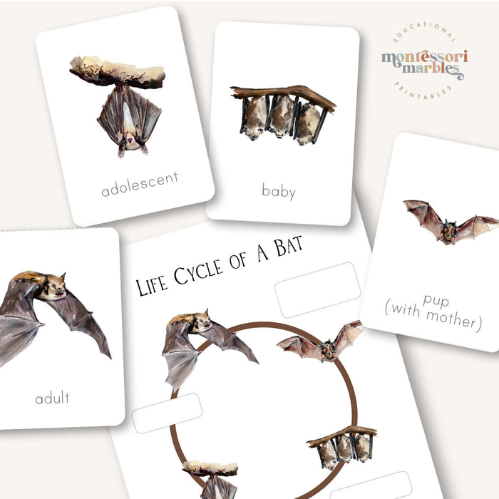 Bats Life Cycle